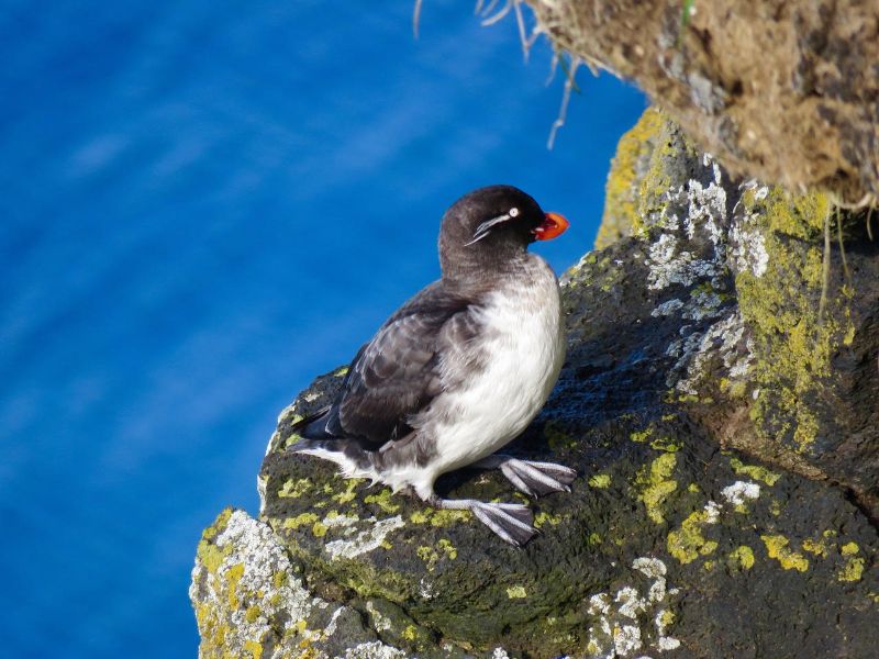 Parakeet Auklet